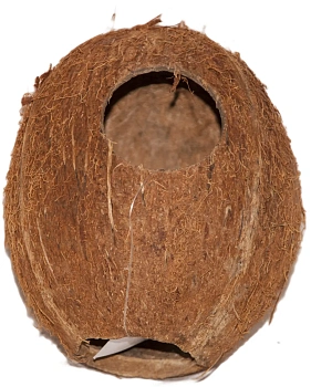 Кокос целый малый с отверстием, шт