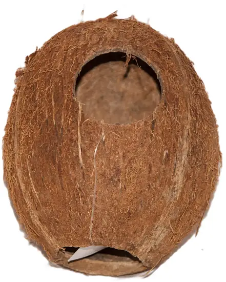 Кокос целый большой с отверстием, шт