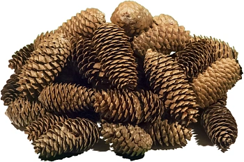 Шишки еловые (200-240 шт), 60 л