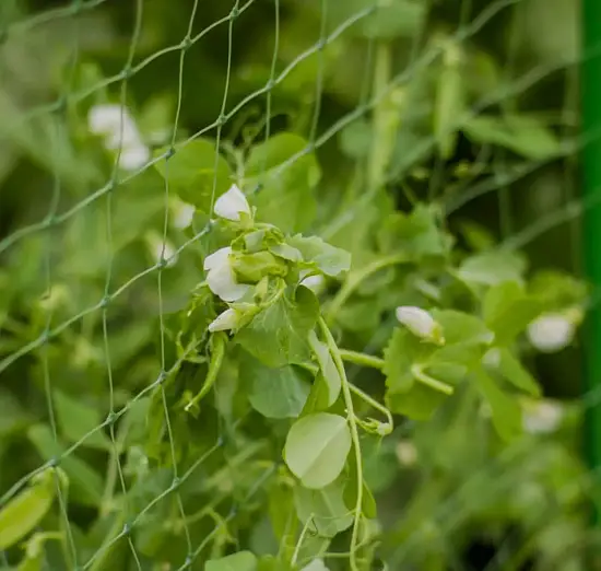 Сетка для гороха, ячея 45*45 мм, 1 x 6 м, хаки(зеленый), уп