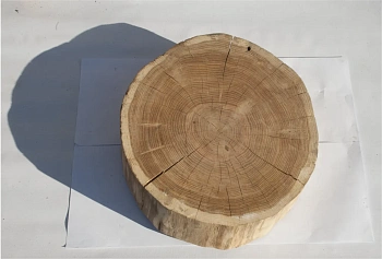 Спил дуб шлифовка СДШ2, (Ø 40-50см, h 8-10см), шт
