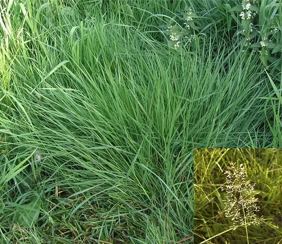 Сидерат Полевица, 0,2 кг