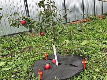 Агротекс Приствольный круг УФ, Ø 0,4 м, 10 шт/уп