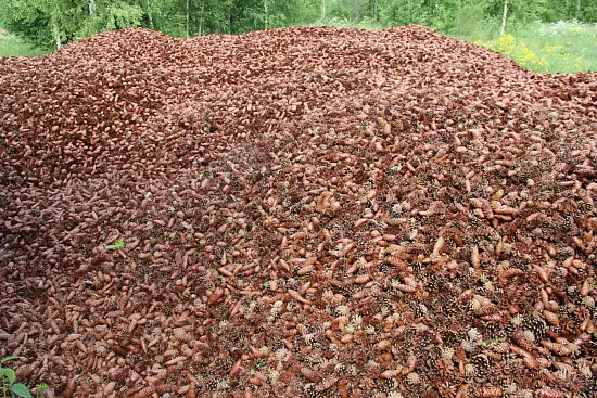 Шишки еловые (200-240 шт), 60 л