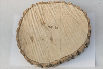 Спил осина шлифовка СОсШ1, (Ø 25-30 см, h 3см), шт