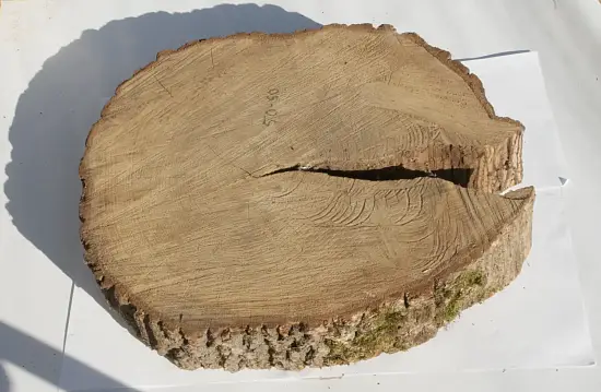 Спил дуб шлифовка СДШ1, (Ø 50-60см, h 8-10см), шт