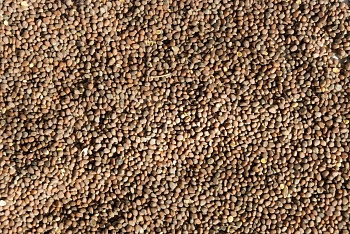 Сидерат Редька, 0,5 кг