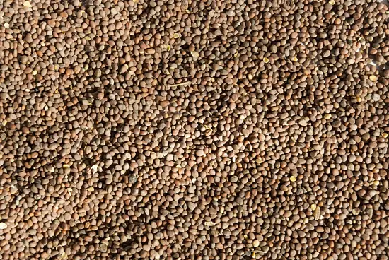 Сидерат Редька, 0,5 кг