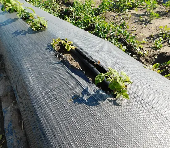 Агротекс Геоткань 100, Черный, 4,2*100 м, рул