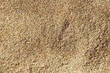 Сидерат Полевица, 0,2 кг