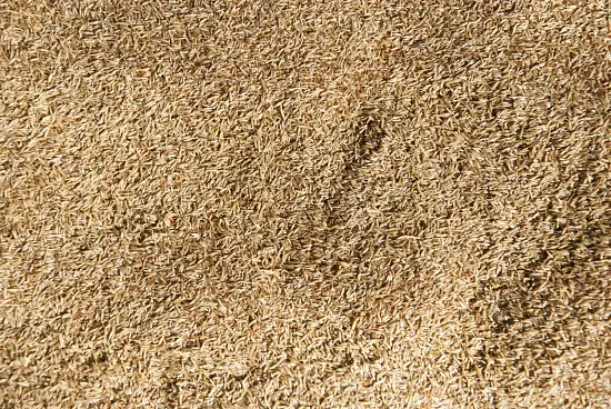 Сидерат Полевица, 0,2 кг