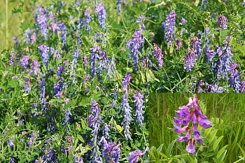 Сидерат Вика, 0,5 кг