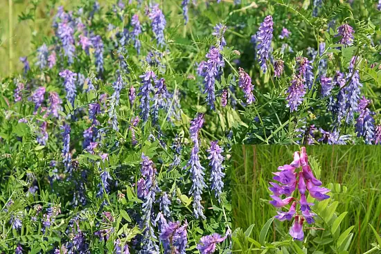 Сидерат Вика, 0,5 кг