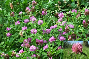 Сидерат Клевер красный-луговой, 0,5 кг