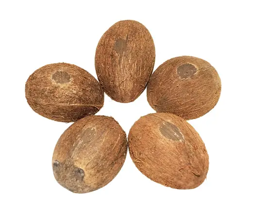 FM Скорлупа кокосового ореха с отверстием (половинка) домик для грызунов, шт