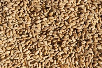 Сидерат Пшеница, 1,0 кг