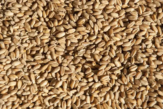 Сидерат Пшеница, 1,0 кг