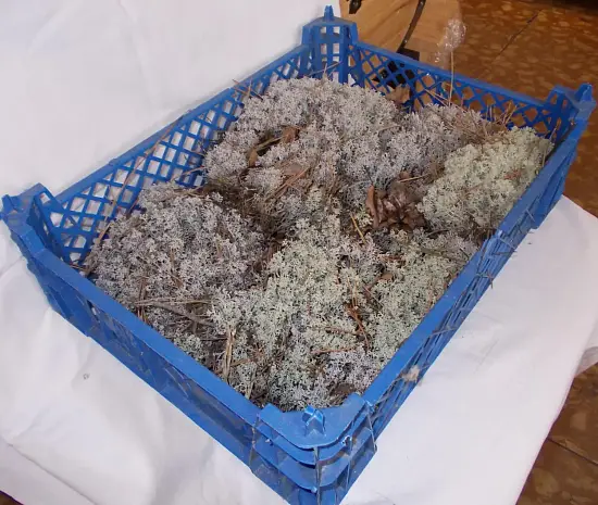 Мох натуральный, зеленый, лоток 30*40 см (без лотка), шт