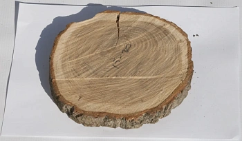 Спил дуб шлифовка СДШ1, (Ø 15-20см, h 3cм), шт
