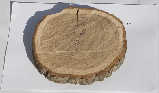 Спил дуб шлифовка СДШ1, (Ø 15-20см, h 3cм), шт