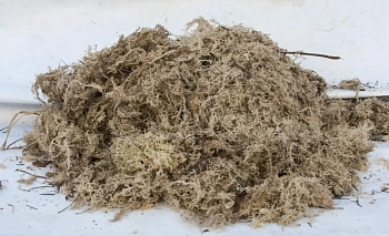 Мох болотный сфагнум, 60 л, меш