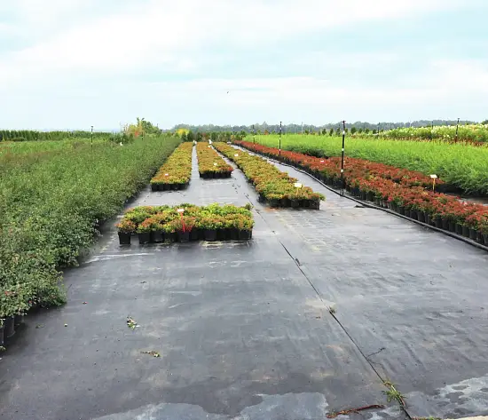 Агротекс Геоткань 150, Черный, 4,2*100 м, рул.