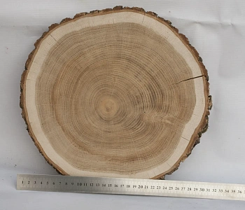 Спил дуб шлифовка СДШ1, (Ø 30-35см, h 3см), шт