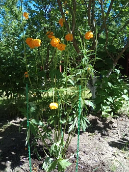 Опора для цветов (круглая), композитная,  h 35 * Ø 20 см, шт