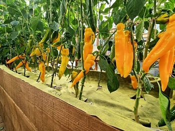 Агротекс двойная защита Желто-чёрный 80, 3,0*100 м, рул