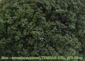 Мох - кочка 'кладония', Темная ель, Ø 10-15 см, шт