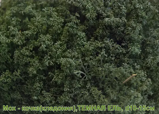 Мох - кочка 'кладония', Темная ель, Ø 10-15 см, шт