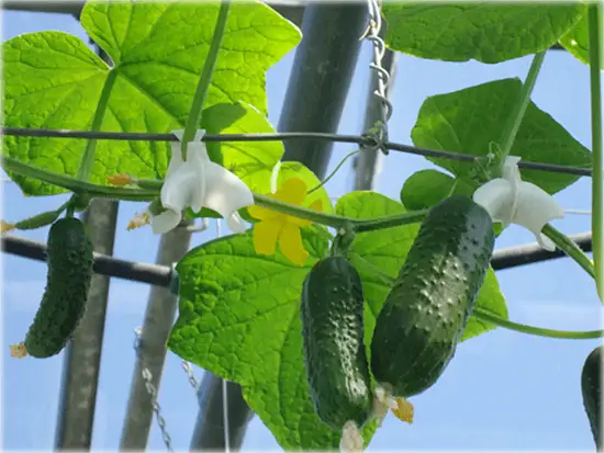 Крюки для огуречной плети "Плечики", 5 шт/уп