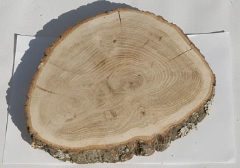 Спил дуб шлифовка СДШ1, (Ø 20-25см, h 3см), шт