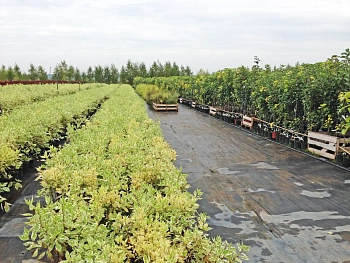 Агротекс Гео Черный  90 УФ, 0,8*12 м, уп