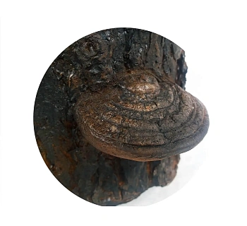 Скворечник пенополиуритановый "Желудь", желтый 