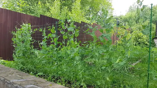 Шпалера для гороха (сетка в комплекте), композитная,  200 * h 100 cм, уп