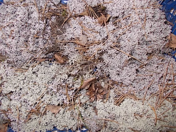 Мох натуральный, зеленый, лоток 30*40 см (без лотка), шт