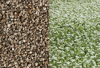 Сидерат Гречиха, 0,5 кг