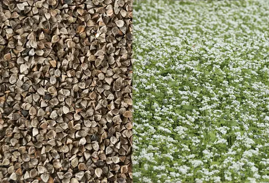 Сидерат Гречиха, 0,5 кг