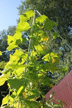 Шпалера для огурцов (двускатная), композитная, 200 * h 180 см, уп