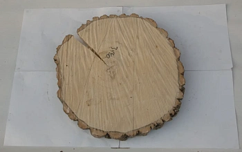 Спил осина без шлифовки СОс, (Ø 35-40 см, h 3см), шт