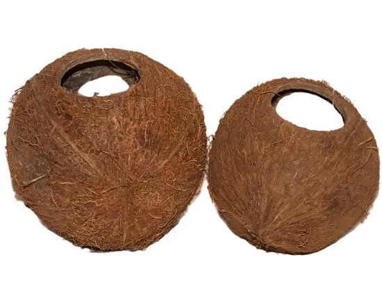 Кокос целый большой с отверстием, шт