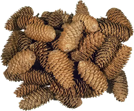 Шишки еловые (200-240 шт), 60 л