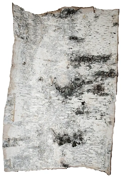 Береста в листах ( ~ 20 x 20 см), шт