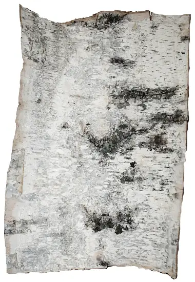 Береста в листах ( ~ 20 x 20 см), шт