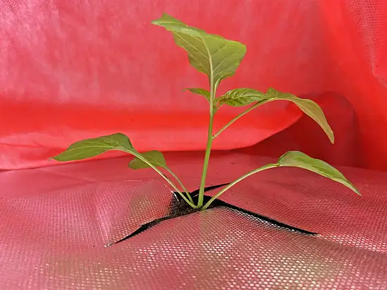 Агротекс двойная защита Бело-красный 60, 3,0*100 м, рул