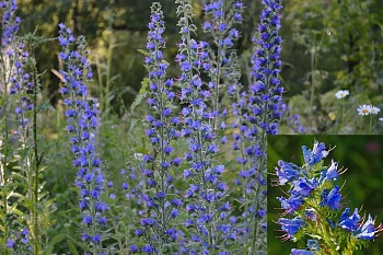 Сидерат Синяк, 0,5 кг