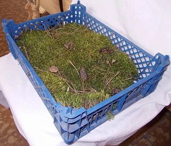 Мох натуральный, зеленый, лоток 30*40 см (без лотка), шт