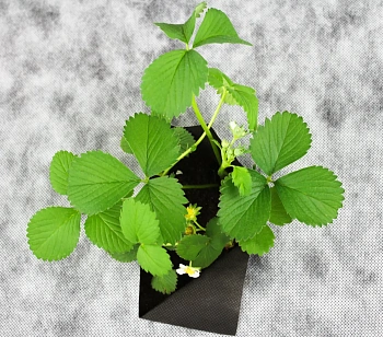 Агротекс двойная защита Бело-чёрный 80, 1,6*5 м, уп