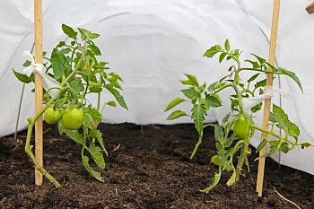 Агротекс Белый 42, 3,2*10 м, уп